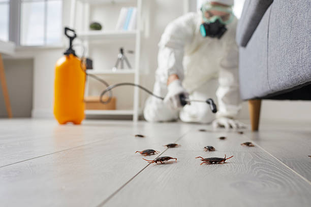 Post-Treatment Bed Bug Interceptor Monitoring in Start